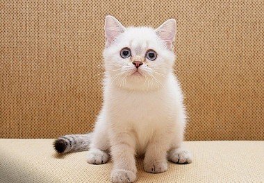 szkocki kot z prostym uchem kot