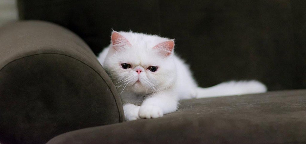 biały egzotyczny kot