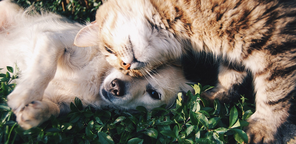 alergia na zwierzęta: czy można zdobyć kota lub psa