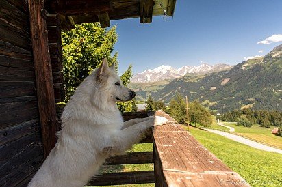 biały owczarek szwajcarski podziwia rodzime Alpy