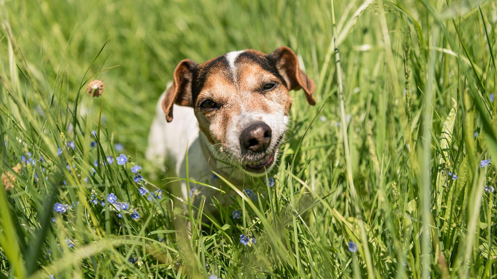 6 mitów, które obaliłyby psy, gdyby mogły mówić