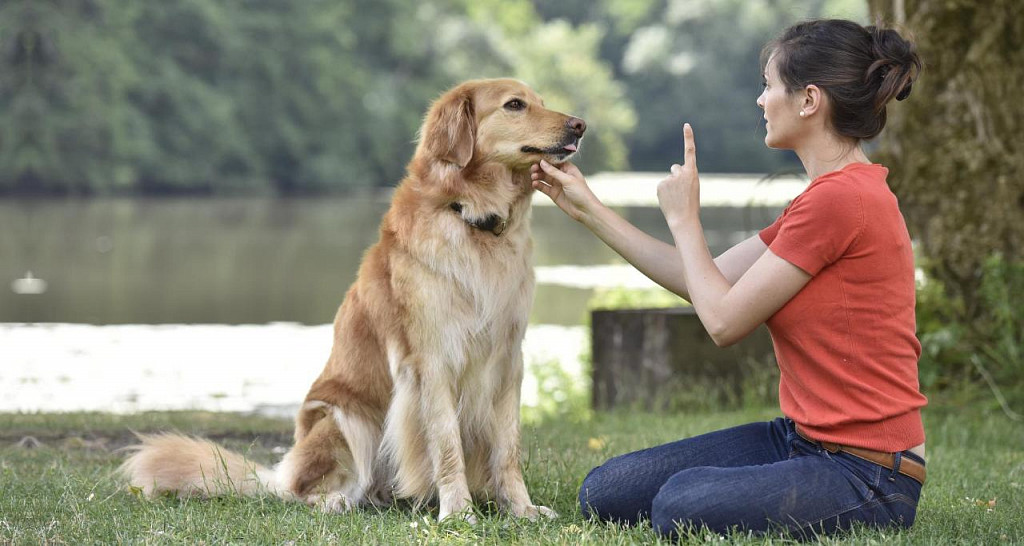 6 mitów, które obaliłyby psy, gdyby mogli mówić