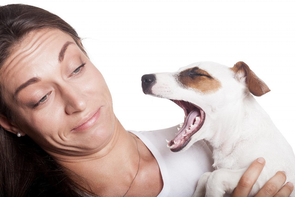 6 mitów, które obaliłyby psy, gdyby mogli powiedzieć