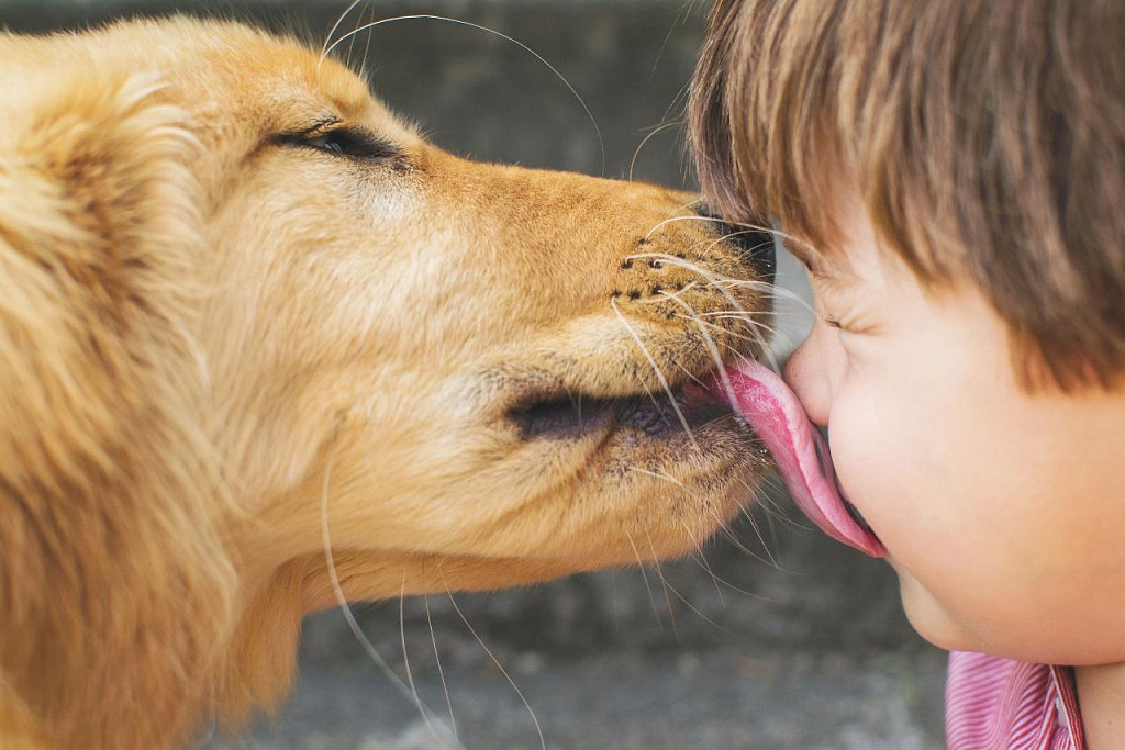 6 mitów, które obaliłyby psy, gdyby mogły mówić