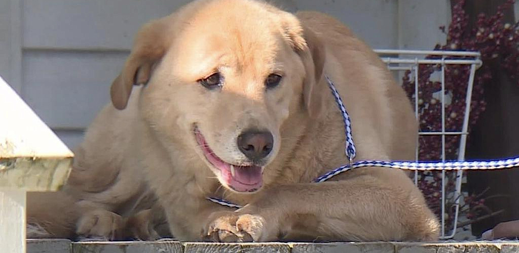 Labrador odwiedził swój stary Dom i stał się bohaterem mediów społecznościowych