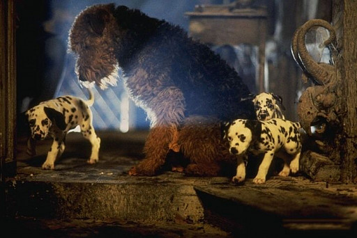 najlepsze filmy o psach