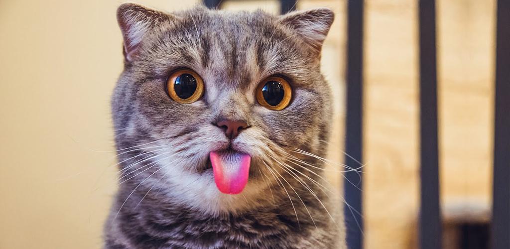 Dlaczego koty mają szorstki język