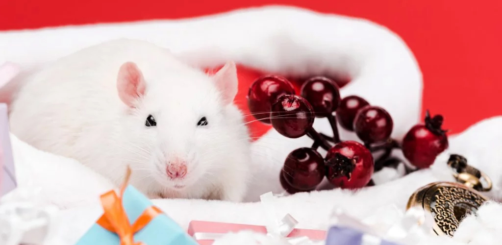 W roku Szczura nie kupuj spontanicznie gryzoni