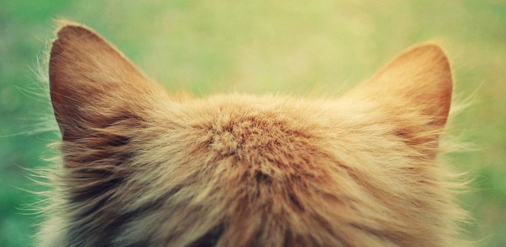 roztocza ucha u kotów