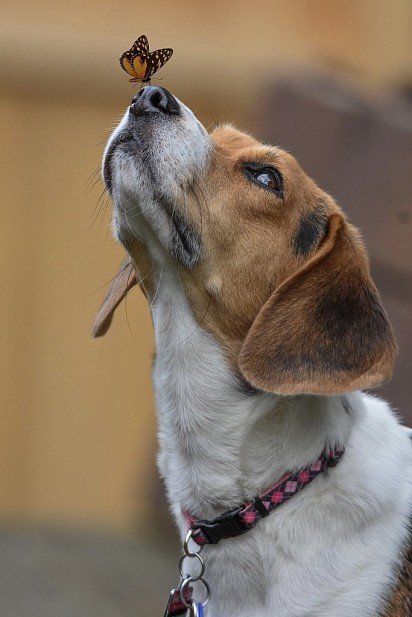 Motyl na czubku nosa Beagle