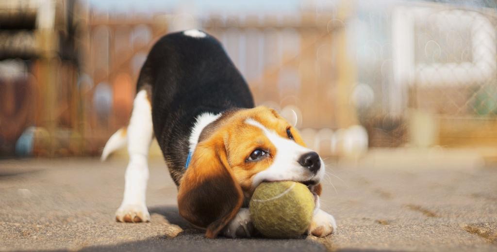 szczeniak Beagle bawi się piłką