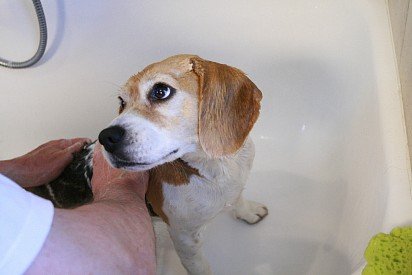 mycie Beagle