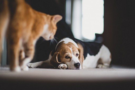 Beagle i kot