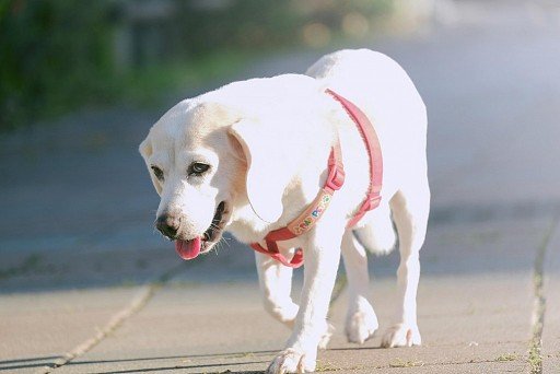 Biały Beagle