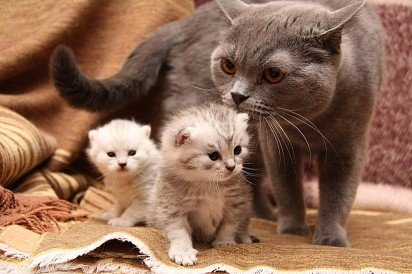 mama-kotka ze swoimi kociętami