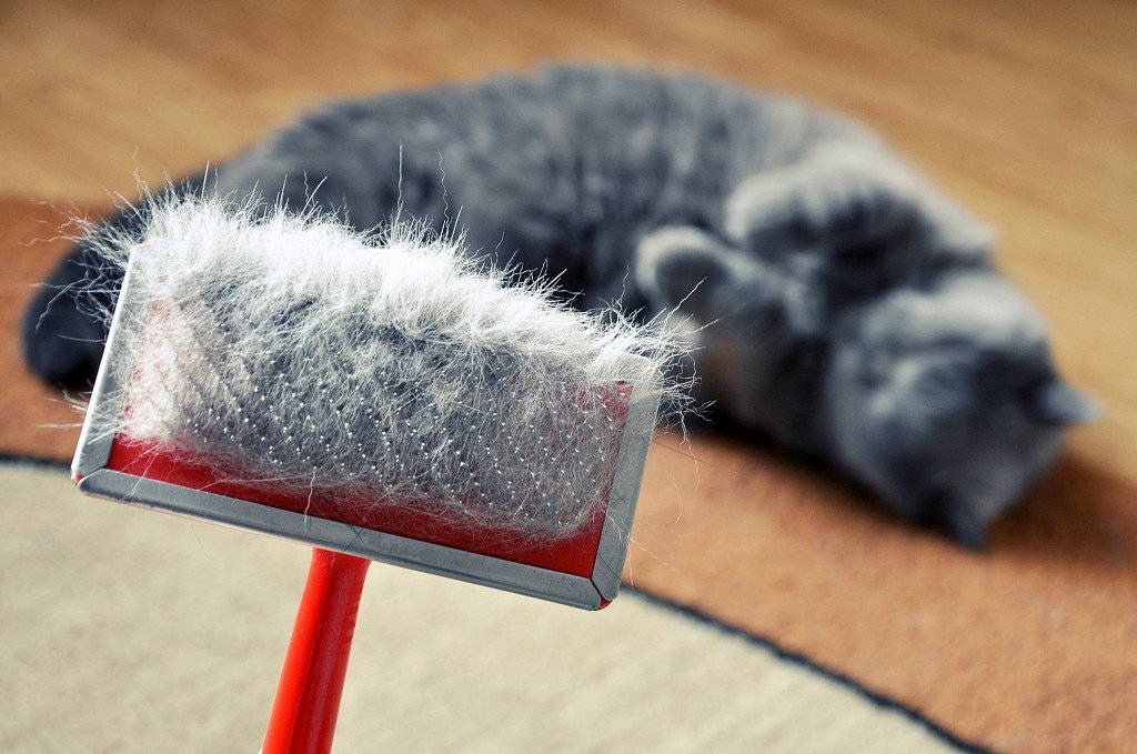 okresowe czesanie – jeden ze środków zapobiegających łupieżowi u kota