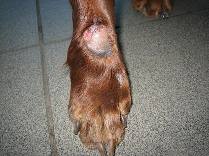 acral dermatitis u psa