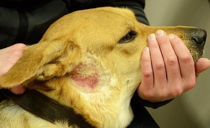 Piotraumatyczne zapalenie skóry u psa