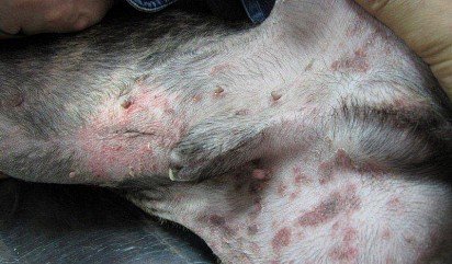 alergiczne zapalenie skóry u psa