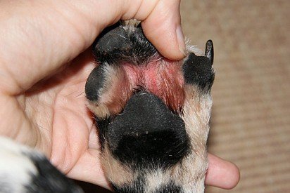 międzypalcowe zapalenie skóry u psa