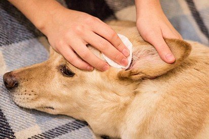 leczenie roztoczy ucha u psa