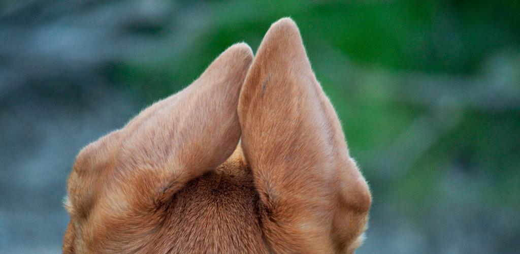 roztocze ucha u psów
