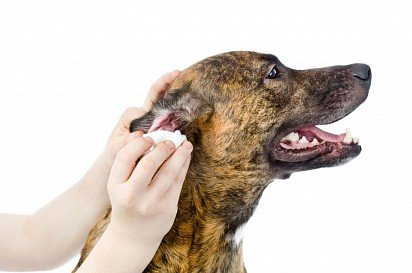leczenie zapalenia ucha u psa w domu