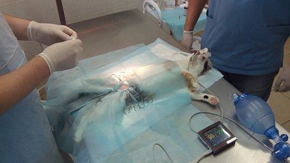 operacja sterylizacji kota
