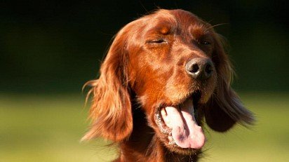 kaszel u psa może być spowodowany reakcją alergiczną