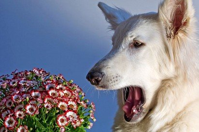 alergia u psów