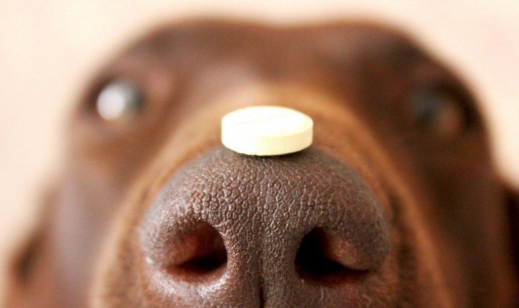 alergia na leki u psów