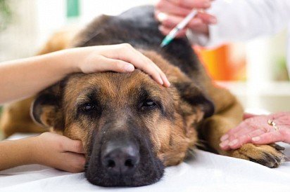 szczepienie dorosłych psy