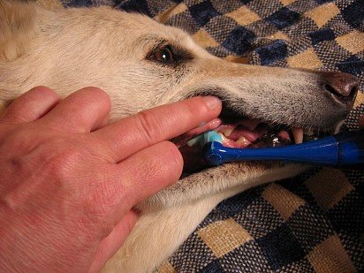 czyszczenie zęby psa w domu