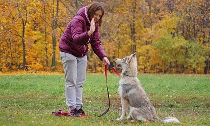 polecenie  siedzieć! podawany prawą ręką: ramię zgięte pod kątem prostym w stawie łokciowym jest odsunięte na bok, dłoń powinna być otwarta, umieszczona prosto.