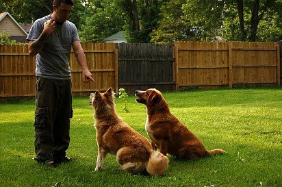 polecenie siedzieć! uważany za jeden z podstawowych w szkoleniu psów