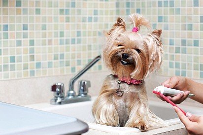 ważne jest, aby przyzwyczaić psa do mycia zębów od 7-8 miesięcy, aby później przyzwyczaić się do tego i łatwo przenosić