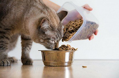 zdrowie Twojego kota zależy w dużej mierze od wyboru odpowiedniej karmy
