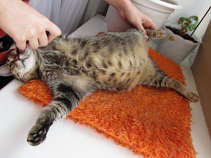 wzdęty brzuch kota może być oznaką zarażenia robakami