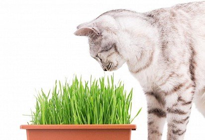 zioło witaminowe dla kotów