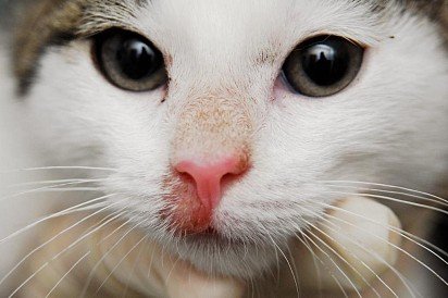 łagodna postać różowego porostu na nosie kota