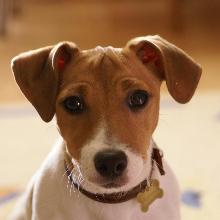 Jack russell terrier