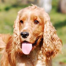 cocker spaniel angielski