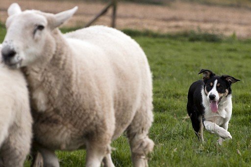 Border collie pasące Owce