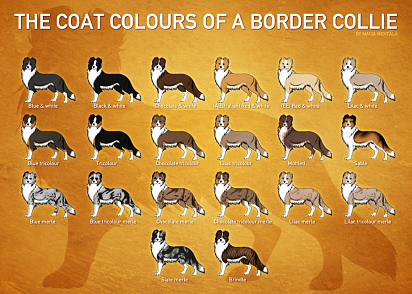 Tabela kolorów border collie