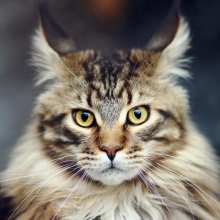 maine coon