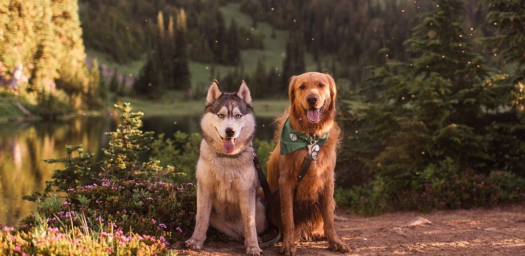 podróże husky i Golden Retriever