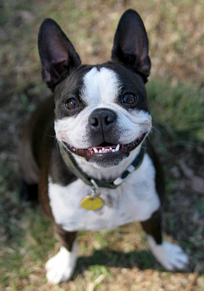 Pies-uśmiech