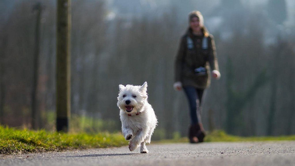 West Highland White Terrier na spacerze