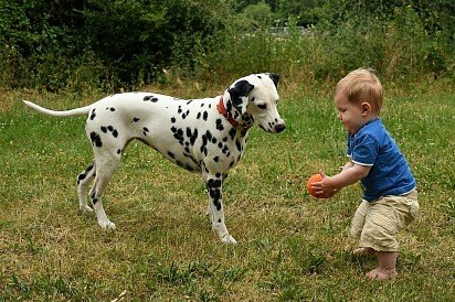 Dalmatyńczyk bawi się dzieckiem