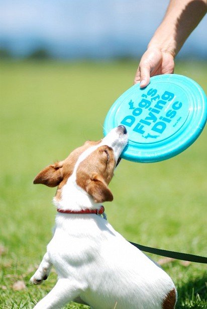 gra w frisbee z Jack Russell